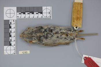 Media type: image;   Mammalogy 1290 Description: digital photo of skin;  Aspect: ventral